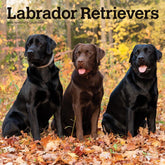 2025 Labrador Retrievers Calendar