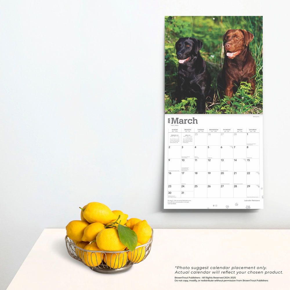 2025 Labrador Retrievers Calendar