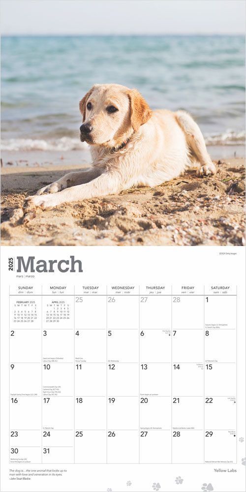 2025 Yellow Labrador Retrievers Calendar