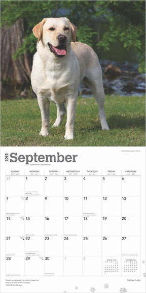 2025 Yellow Labrador Retrievers Calendar