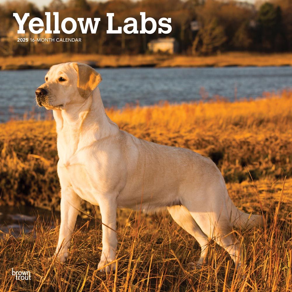 2025 Yellow Labrador Retrievers Calendar