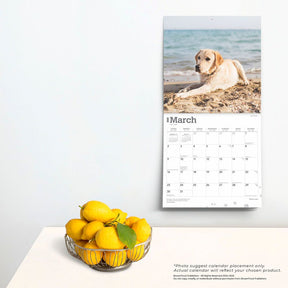 2025 Yellow Labrador Retrievers Calendar