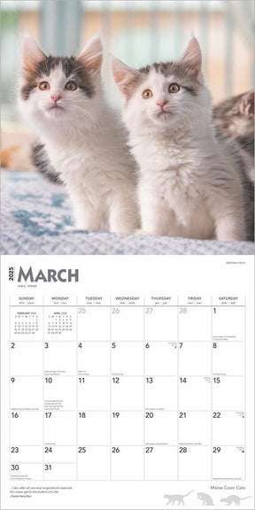 2025 Maine Coon Cats Calendar