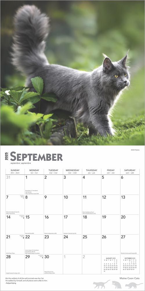 2025 Maine Coon Cats Calendar