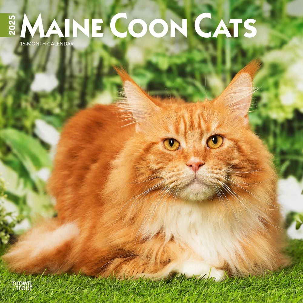 2025 Maine Coon Cats Calendar