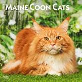 2025 Maine Coon Cats Calendar