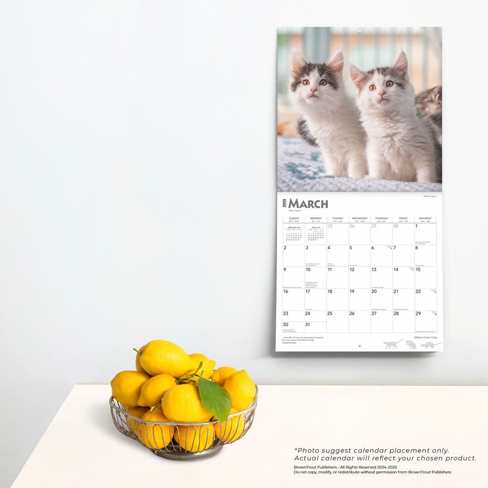 2025 Maine Coon Cats Calendar