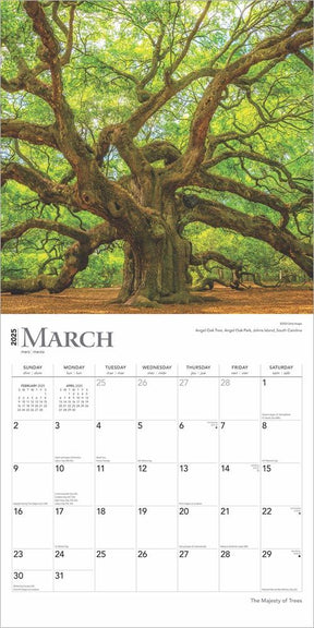 2025 Majesty Of Trees Calendar