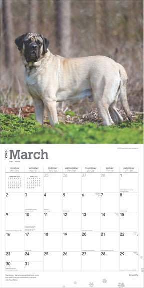 2025 Mastiffs Calendar