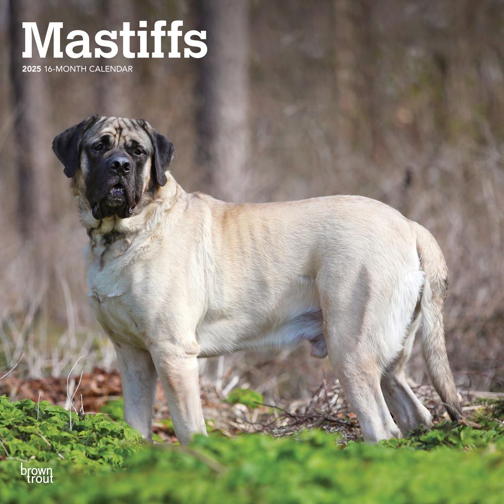 2025 Mastiffs Calendar