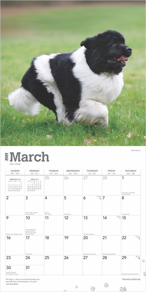 2025 Newfoundlands Calendar