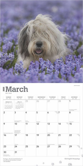 2025 Old English Sheepdogs Calendar