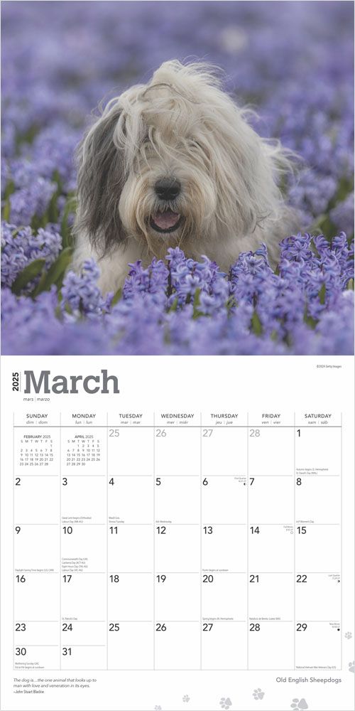 2025 Old English Sheepdogs Calendar