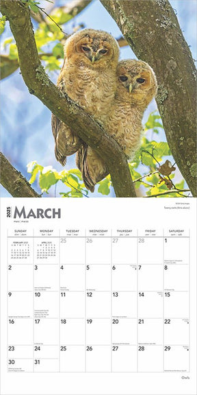 2025 Owls Calendar