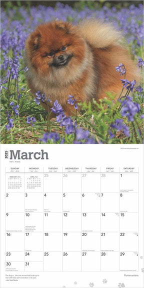 2025 Pomeranians Calendar