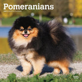 2025 Pomeranians Calendar