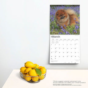 2025 Pomeranians Calendar