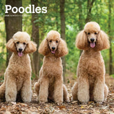 2025 Poodles Calendar