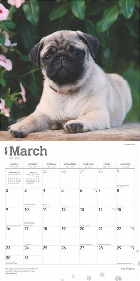 2025 Pug Puppies Calendar