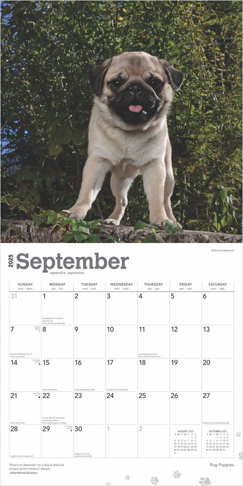 2025 Pug Puppies Calendar