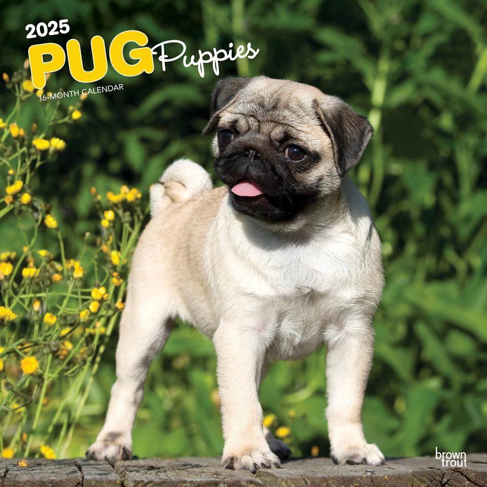 2025 Pug Puppies Calendar