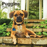 2025 Puggles Calendar