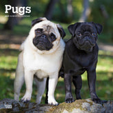 2025 Pugs Calendar