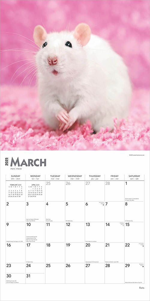 2025 Rats Calendar