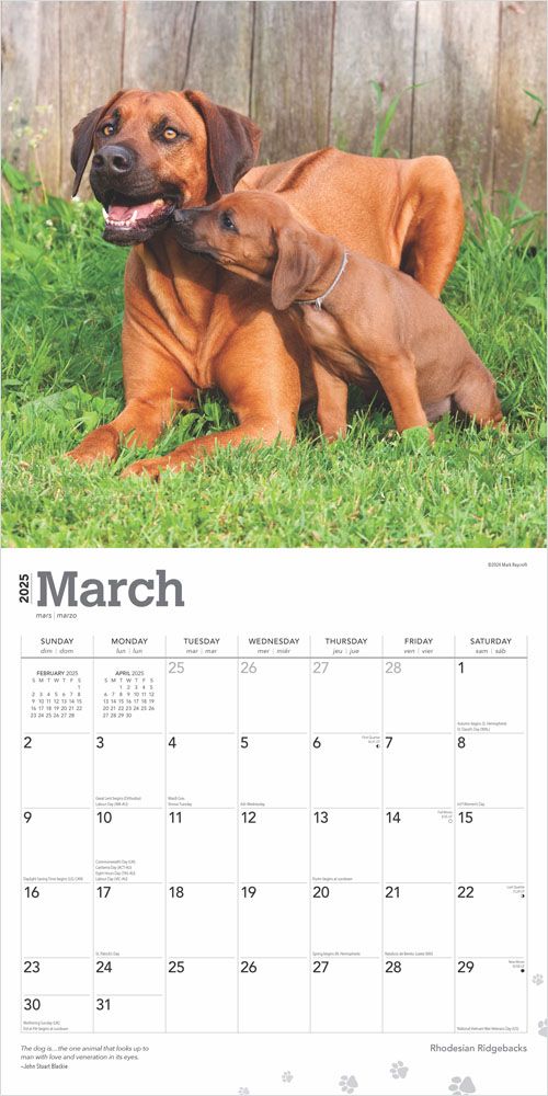 2025 Rhodesian Ridgebacks Calendar