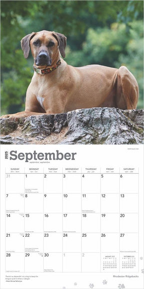 2025 Rhodesian Ridgebacks Calendar