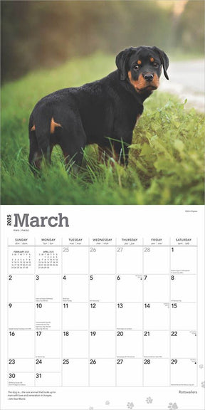 2025 Rottweilers Calendar