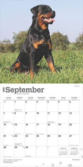 2025 Rottweilers Calendar