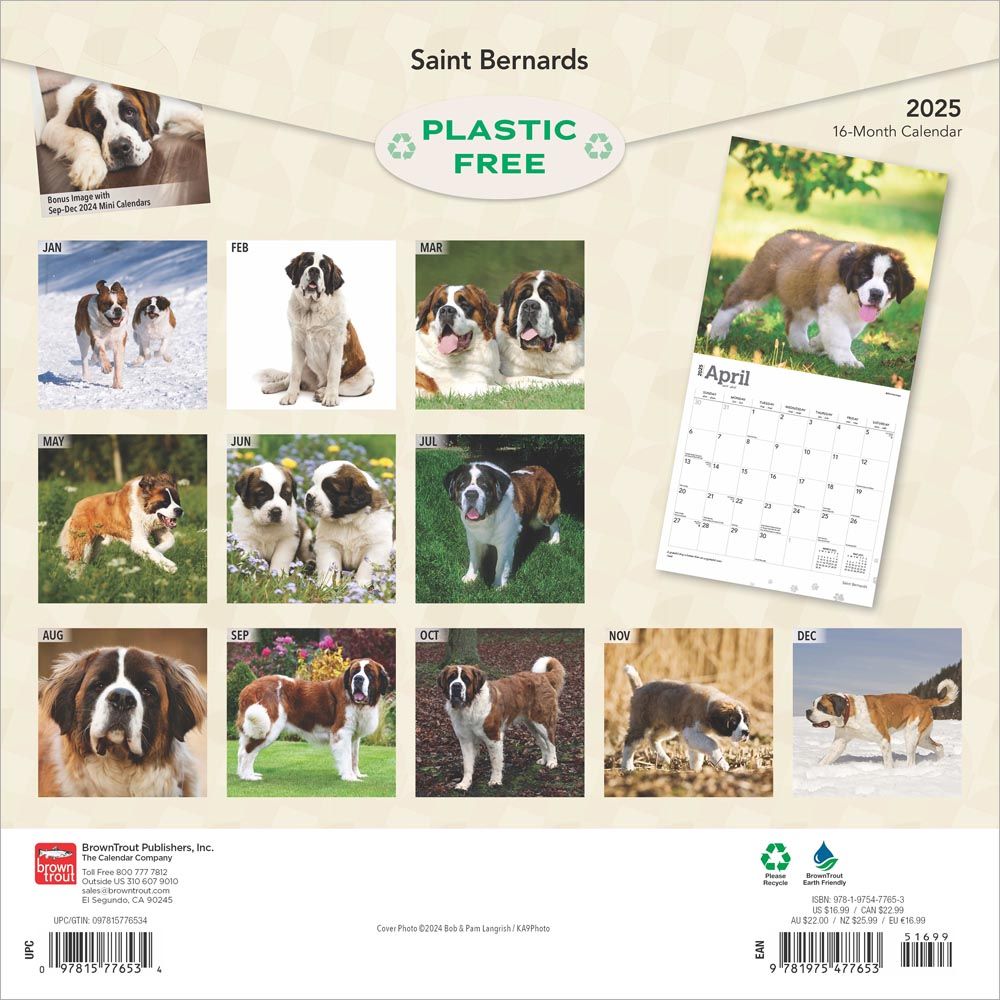 2025 Saint Bernards Calendar