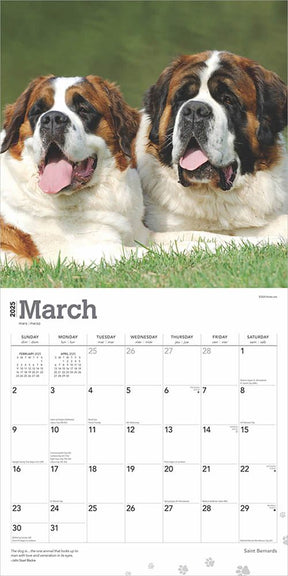 2025 Saint Bernards Calendar