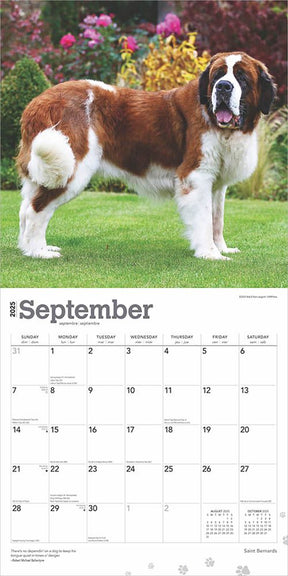 2025 Saint Bernards Calendar