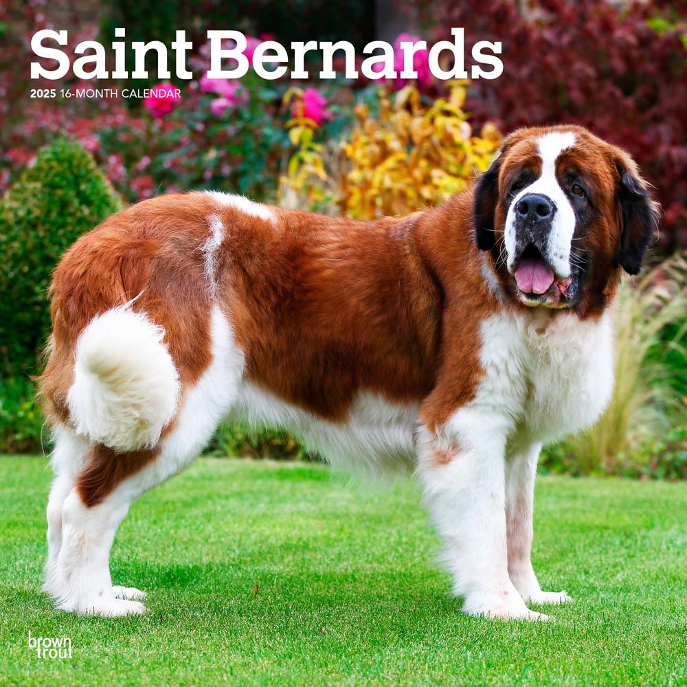 2025 Saint Bernards Calendar