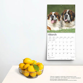 2025 Saint Bernards Calendar