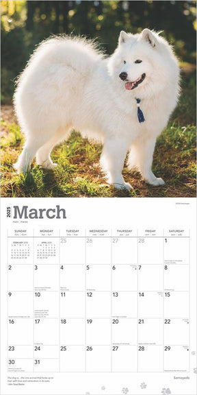 2025 Samoyeds Calendar