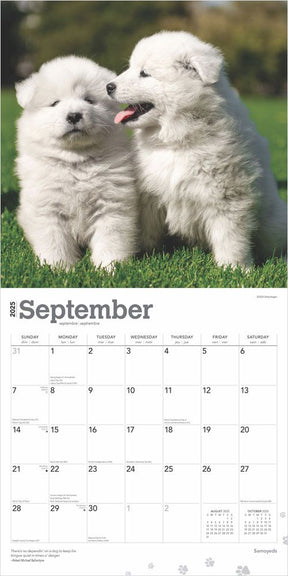 2025 Samoyeds Calendar