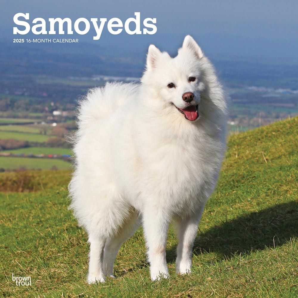 2025 Samoyeds Calendar