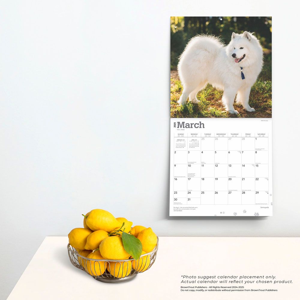 2025 Samoyeds Calendar