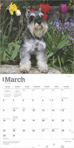 2025 Schnauzers Calendar