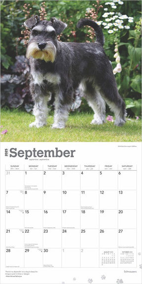 2025 Schnauzers Calendar