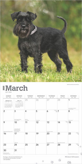 2025 Schnauzers Miniature Calendar