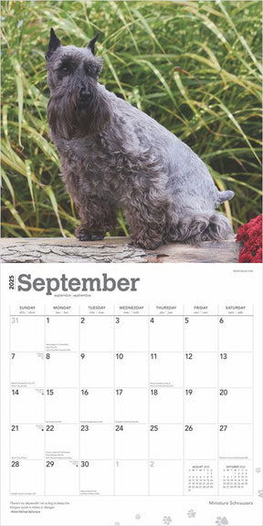 2025 Schnauzers Miniature Calendar