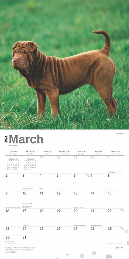 2025 Shar Pei Calendar