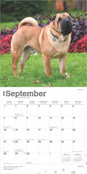 2025 Shar Pei Calendar