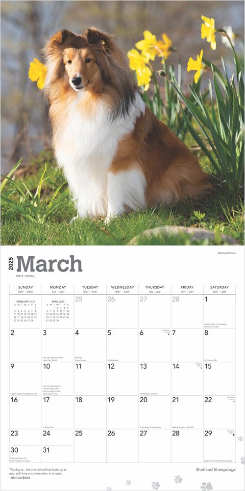 2025 Shetland Sheepdogs Calendar