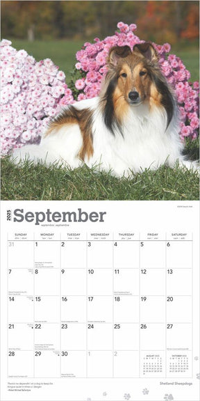 2025 Shetland Sheepdogs Calendar