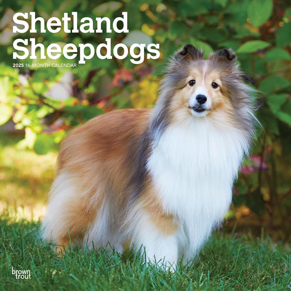 2025 Shetland Sheepdogs Calendar